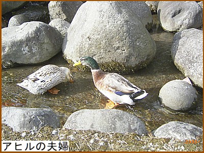 �A�q���̕v�w