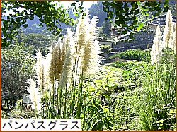 パンパスグラス