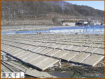 寒天干し