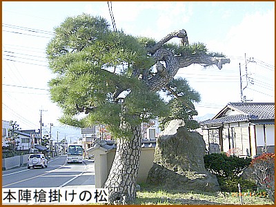 本陣槍掛けの松