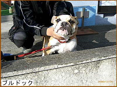 �u���h�b�N