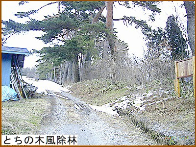 �Ƃ��̖ؕ�����