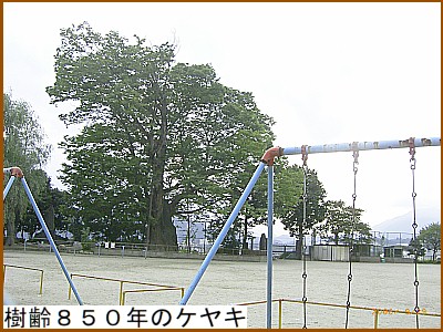 樹齢850年のケヤキ