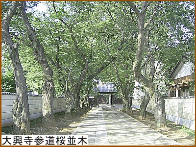 大興寺参道桜並木