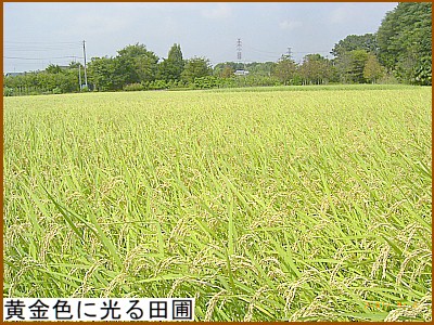 �����F�Ɍ���c��