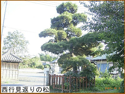 西行見返りの松