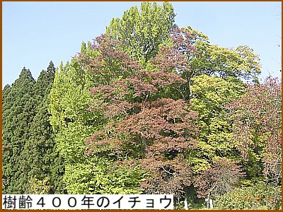 ����S�O�O�N�̃C�`���E