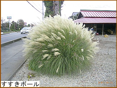 �������{�[��