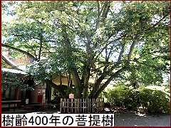 樹齢４００年の菩提樹