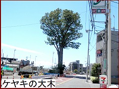 ケヤキの大木