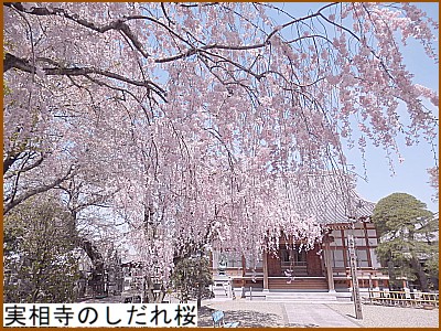 実相寺のしだれ桜