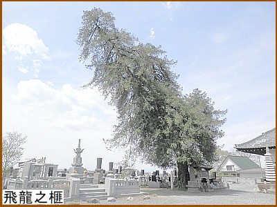 飛龍之榧（かや）