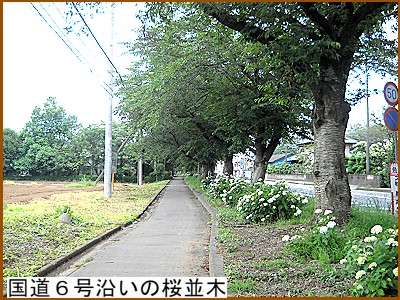 国道6号の桜並木