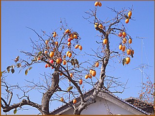 �H�ł��ˁ`�`�ł�