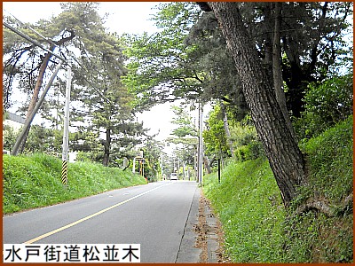 水戸街道松並木