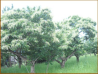 �I�̉Ԃ����J