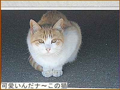 �����񂾃i�`���̔L