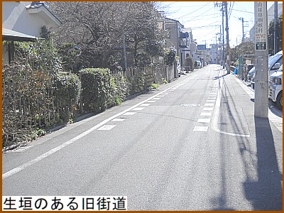 ���_�̂��鋌�X��