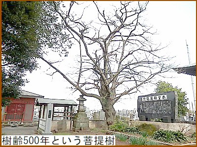 樹齢500年という菩提樹