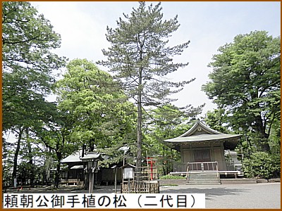 頼朝公御手植の松(二代目)