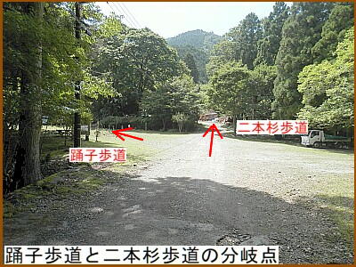 踊子歩道と二本杉歩道の分岐点