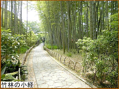 竹林の小経