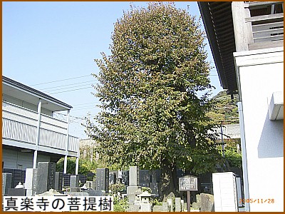 �^�y���̕���