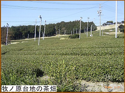 �q�m����n�̒���