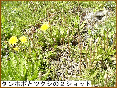 ���|�|�ƃc�N�V�̂Q�V���b�g